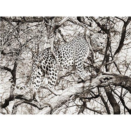 MondiArt Alu Leopard climb 1041172